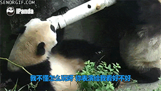 Pandas playing with pipes