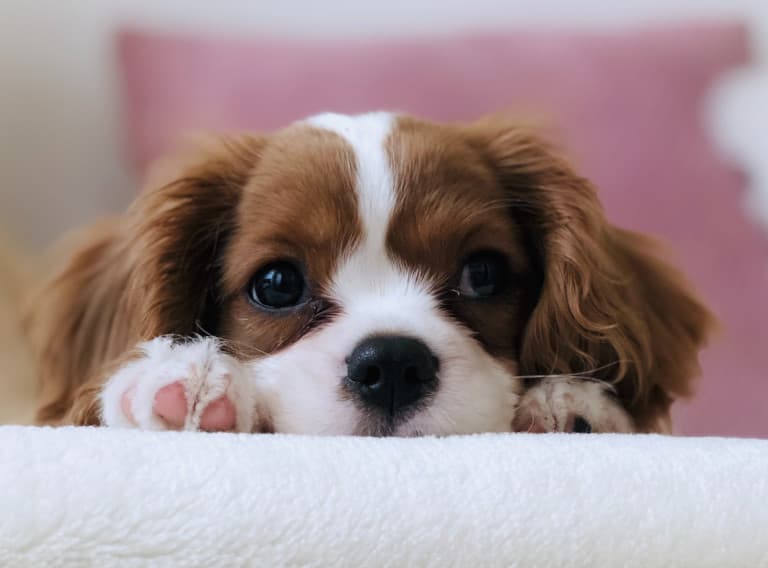 Sorry looking pupper